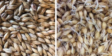 Is Terroir Real in Beer Brewing?