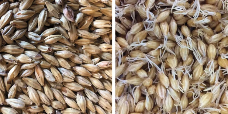 Is Terroir Real in Beer Brewing?