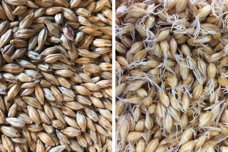 Is Terroir Real in Beer Brewing?