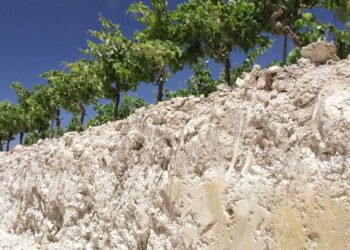 Why Do Some Champagnes Have a Saltiness to Them?