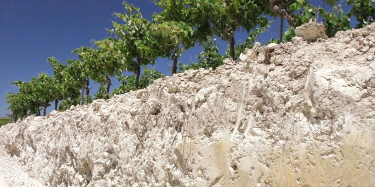 Why Do Some Champagnes Have a Saltiness to Them?