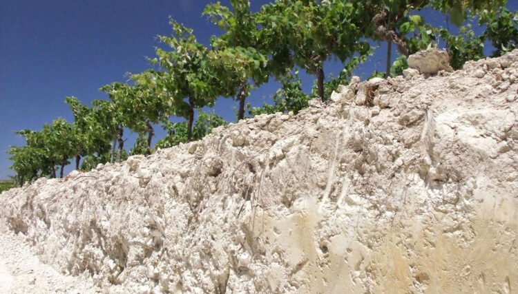 Why Do Some Champagnes Have a Saltiness to Them?