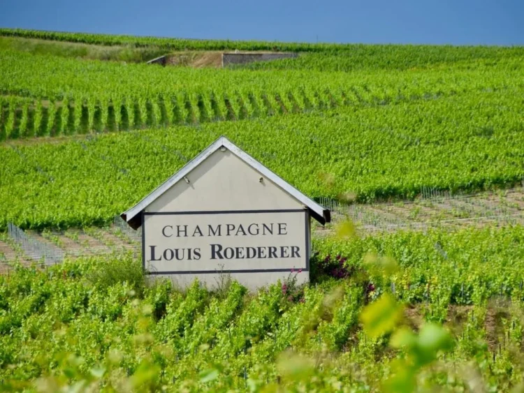 Is Champagne More About Acidity Than Aromas?