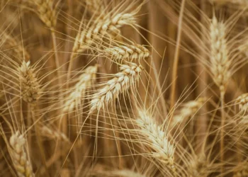 Is Grain the Hidden Architect of Spirit Flavor?