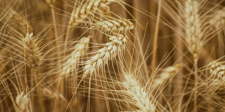Is Grain the Hidden Architect of Spirit Flavor?