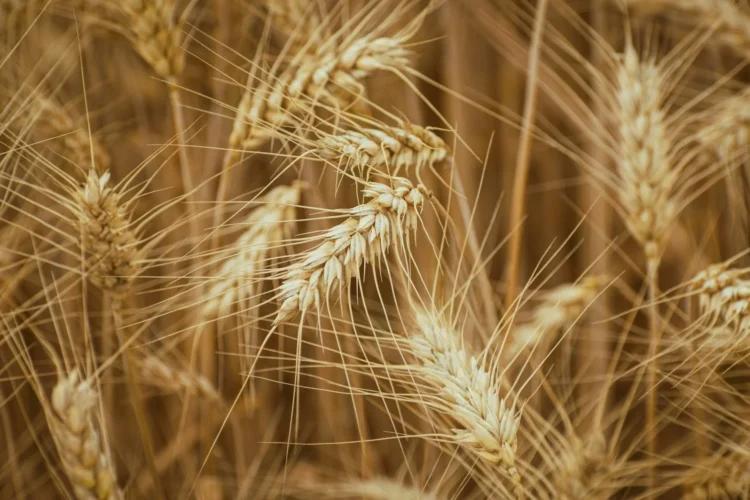 Is Grain the Hidden Architect of Spirit Flavor?